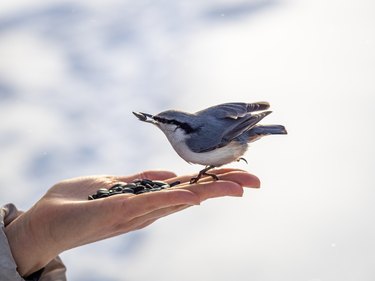 The Eurasian nuthatch eats seeds from a palm. Hungry bird wood nuthatch eating seeds from a hand during winter or autumn