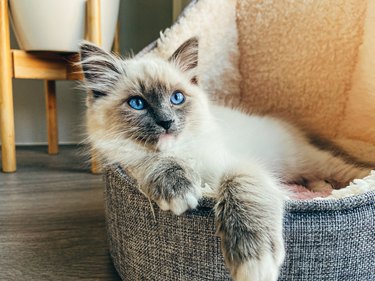 Ragdoll kitten with light blue eyes relaxing in shearling bed.