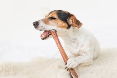 Are Bully Sticks Good For Dogs?