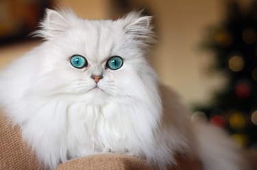 Persian kitten