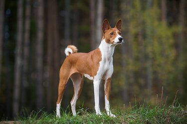 Female basenji dog