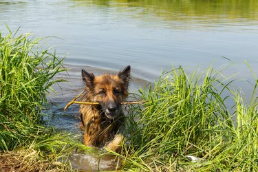 side effect of leptospirosis vaccine in dogs