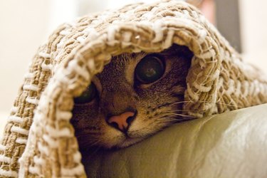 Cat with pink nose peaking out from under a blanket