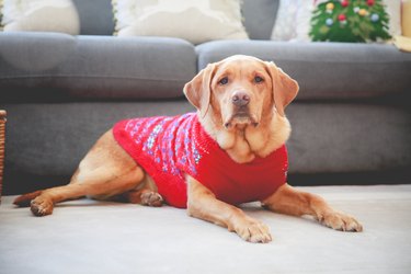 Pet Labrador retriever dog wearing a Christmas jumper