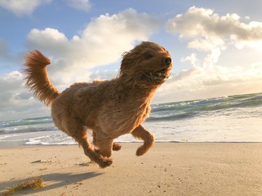 Happy brown dog at the beach