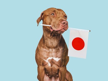 Charming puppy with the national flag of Japan
