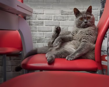Funny grey cat sitting on the red chair at the table in the modern kitchen