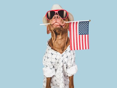 Charming brown puppy, sun hat and American flag