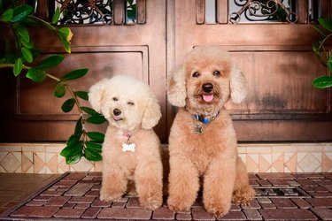 Two brown toy poodles are sitting side-by-side in front of a set of wooden doors