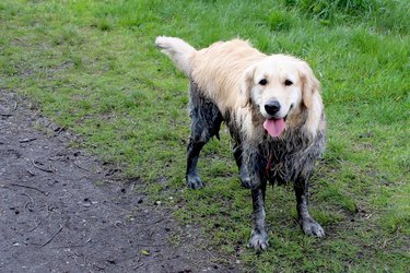 Messy Golden Retriever Standing On Grassy Field