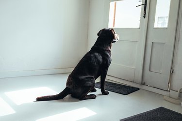 black dog waiting by the door