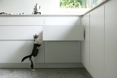 Curious kitten peering up towards a white kitchen cabinet drawer.