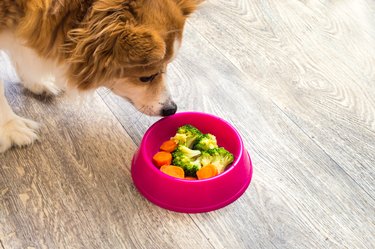 Portrait of a ginger dog by a pink bowl with broccoli and carrots.