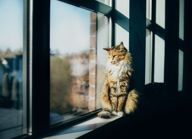 Cat sitting on windowsill, early mornings.