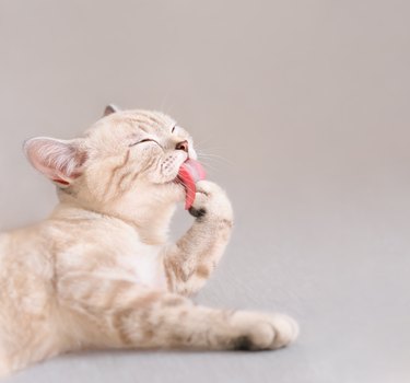 Scottish striped cat licking his paw