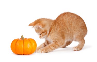 Orange kitten playing with a mini pumpkin.