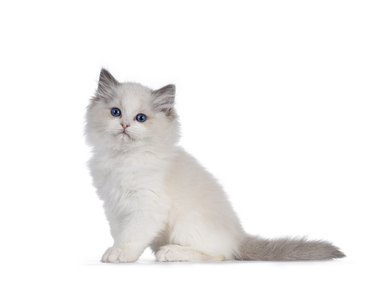 Ragdoll cat kitten on white background