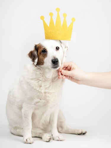 Funny dog with a crown. Pets.