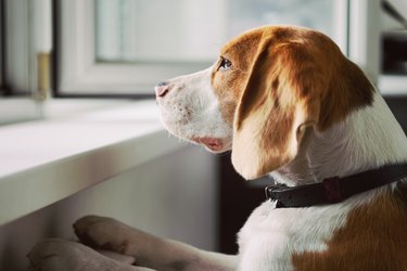 Dog looking out an open window