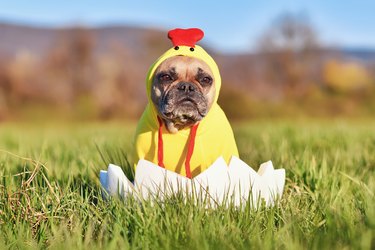 Funny Easter chicken dog sitting in  Easter egg