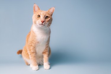 A full body studio portrait of an orange cat