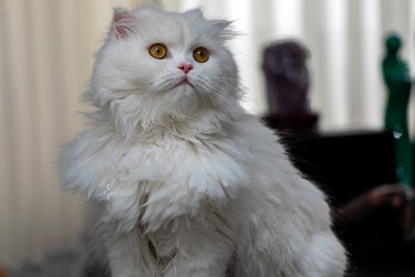 Persian Kitten