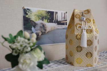 Remains and photographs of a deceased domestic cat.