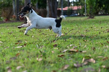 Miniature Fox Terrier dog running