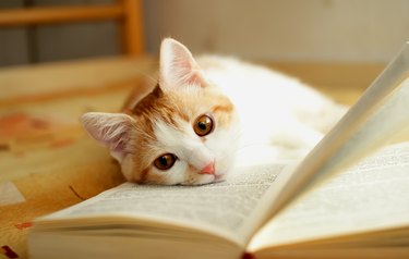 Red and white kitten with head in a book