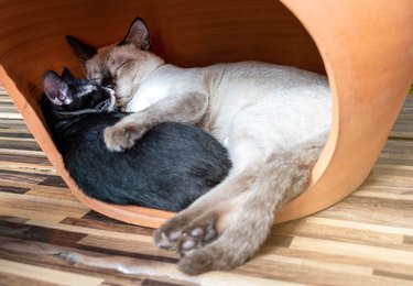 White mother cat sleeping hugging a black kitten