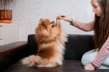 Teenage girl with a dog breed Spitz rejoices with a pet at home on the floor.