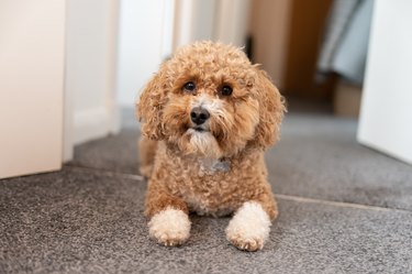 Portrait of toy poodle sitting on floor at home