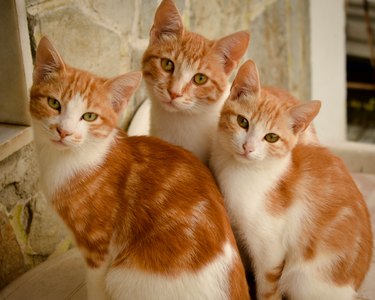 Three orange and white cats looking at the camera.