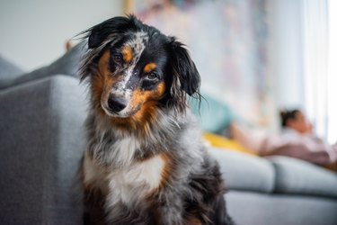 portrait of border collie sitting on sofa at home