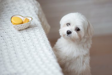 Maltese dog-stock photo