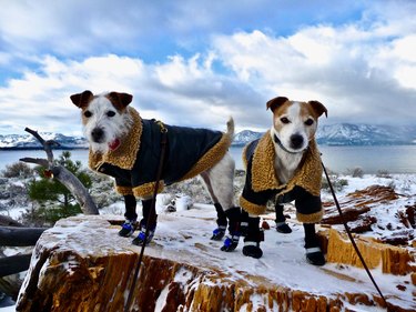 Two terriers in winter jackets and booties on a winter stump at Lake Tahoe.