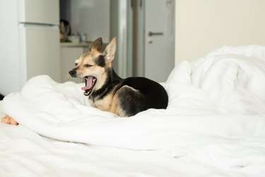 a small dog in bed yawns, healthy pet sleep, rest with the owner