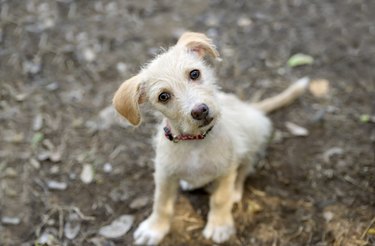 Cute Puppy Listening