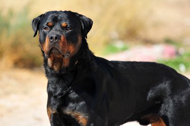 Portrait of a Rottweiler