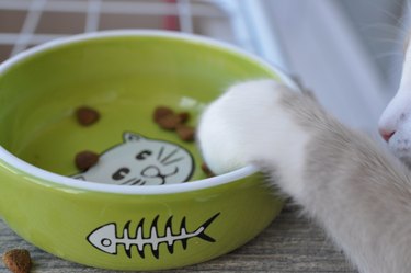 Dry cat food in a green porcelain bowl on a gray wooden floor