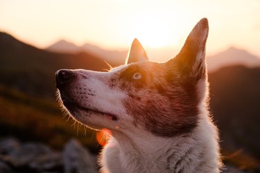 Sunset Dog