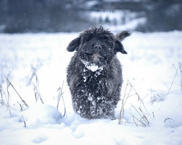 Happy puppy stands in the snow