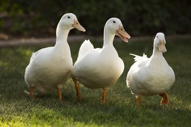 Three White Pekin Ducks