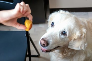 Elderly and senior golden retriever with light hair looks at the food in a person's hand and begs