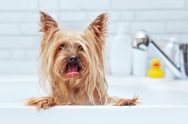 Closeup portrait of a Yorkshire Terrier having bath