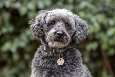 cute grey schnoodle in autumn park