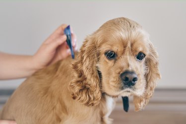 The dog is dripped on the withers with a parasite remedy