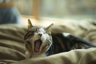Big Yawing Old Tabby Cat