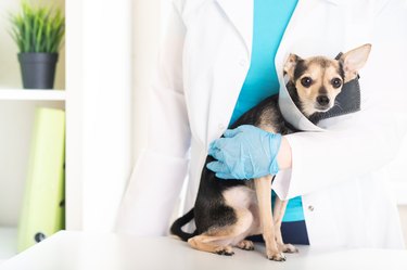 veterinary cone, dog collar, pet after surgery on the table at the veterinarian, protection against injury for the animal