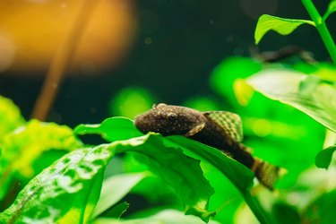 Fish Ancistrus Ancistrus dolichopterus in a home freshwater aquarium.